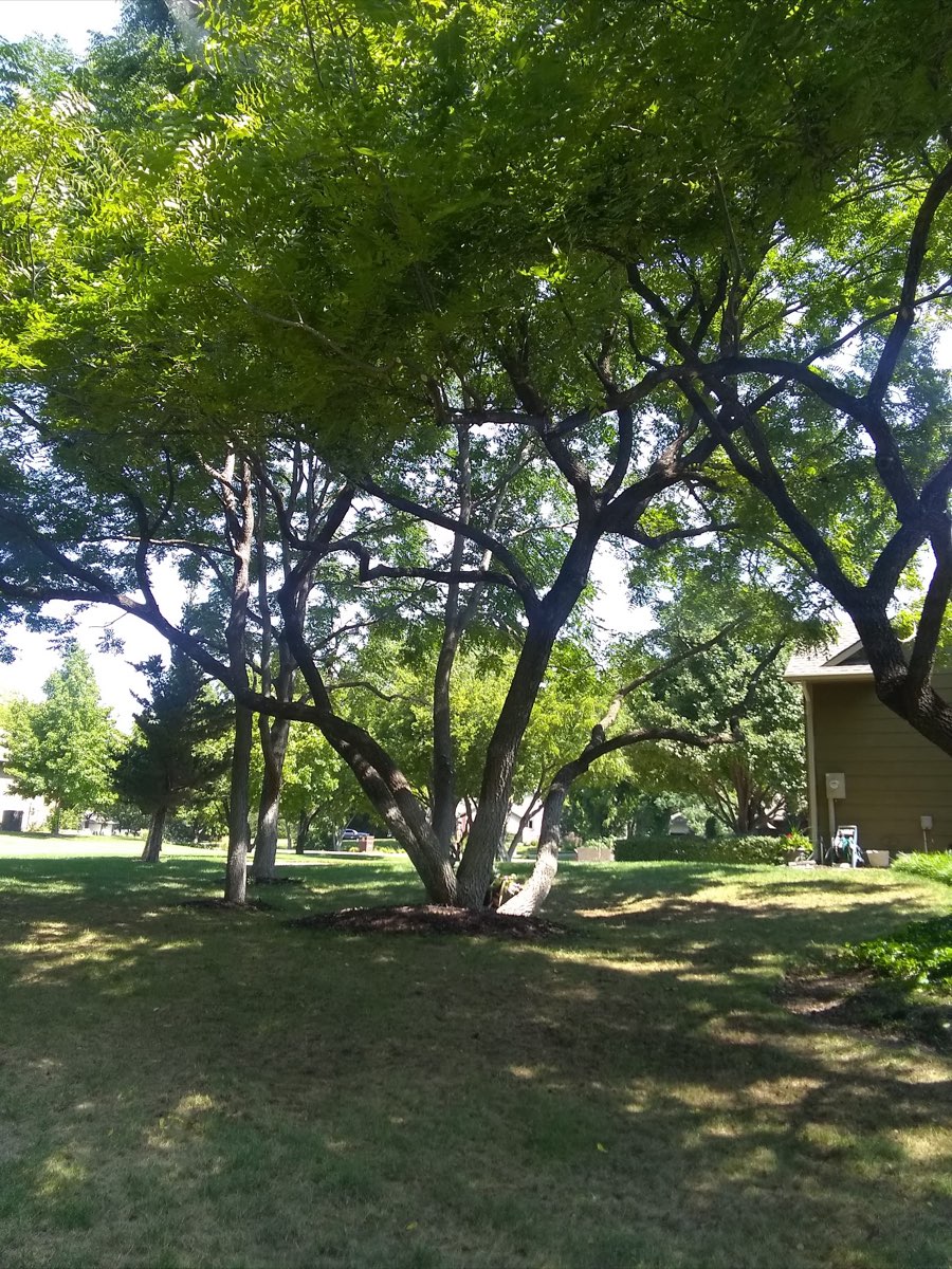 Tree trimming work by Ike's Tree Service in a Wichita, KS yard