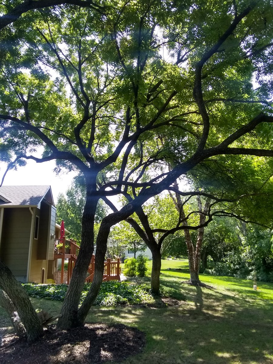 Trees shaped and cleared by Ike's Tree Service in Wichita, KS