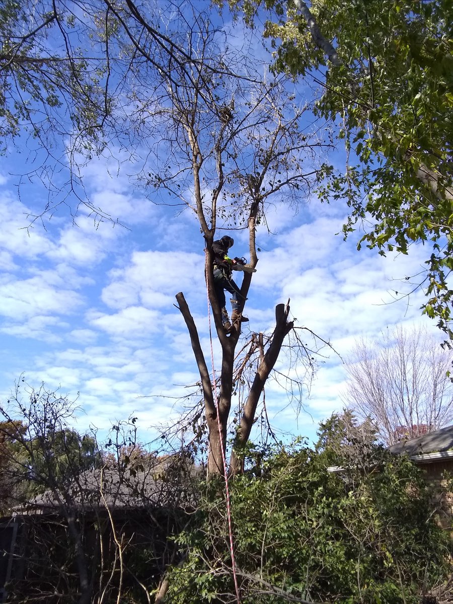 Tree care work by Ike's Tree Service in a Wichita, KS yard